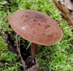Boletellus chrysenteroides