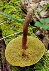 Boletellus chrysenteroides