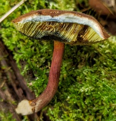 Boletellus chrysenteroides