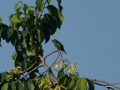 Psilopogon rubricapillus