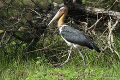 Leptoptilos javanicus