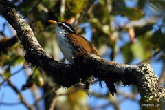 Pomatorhinus melanurus