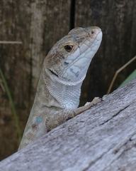 Podarcis siculus