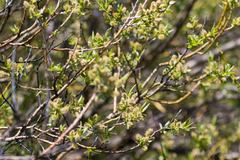 Salix lutea