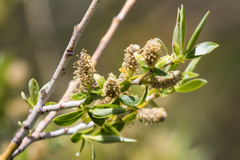 Salix lutea