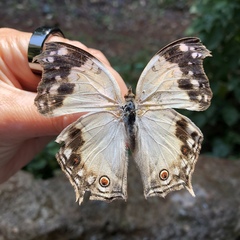 Protogoniomorpha anacardii
