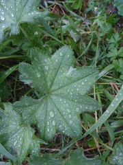 Alchemilla