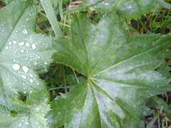 Alchemilla
