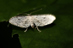 Thyridoidea