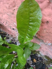 Taraxacum officinale