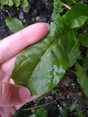 Taraxacum officinale
