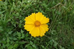 Coreopsis intermedia
