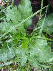 Rumex