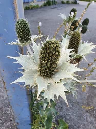 Giant sea holly (Eryngium giganteum)