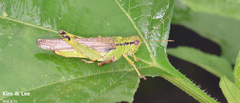 Ognevia longipennis
