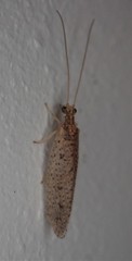 Micromus subanticus