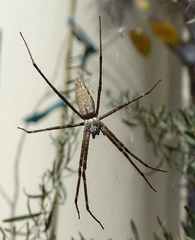 Euprosthenops