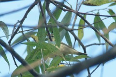 Phylloscopus trochiloides