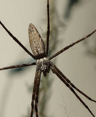 Euprosthenops