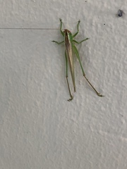 Orchelimum delicatum