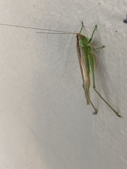 Orchelimum delicatum