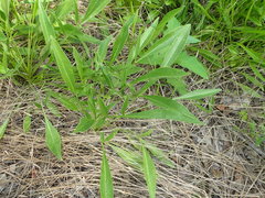 Coreopsis intermedia