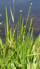 Xyris laxifolia iridifolia