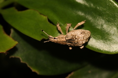 Dermatoxenus caesicollis