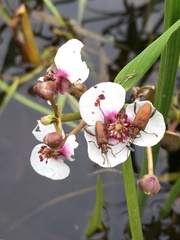 Sagittaria sagittifolia