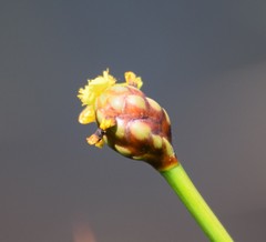 Xyris laxifolia iridifolia