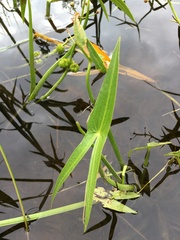 Sagittaria sagittifolia