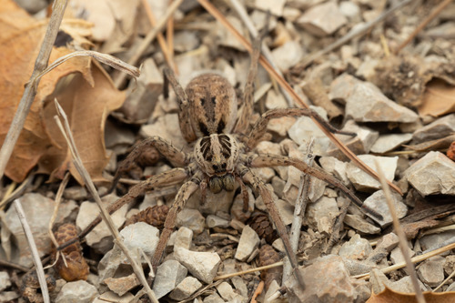 Radiated Wolf Spider