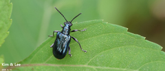 Lema concinnipennis