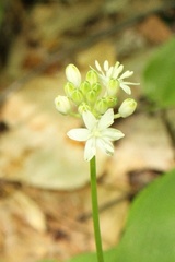 Clintonia umbellulata
