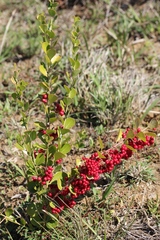 Gymnosporia markwardii