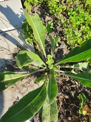 Magnoliopsida