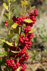 Gymnosporia markwardii