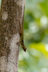 Anolis oculatus
