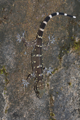 Hemidactylus prashadi