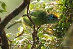 Psilopogon flavifrons