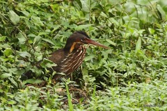 Ixobrychus flavicollis