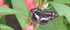 Limenitis helmanni