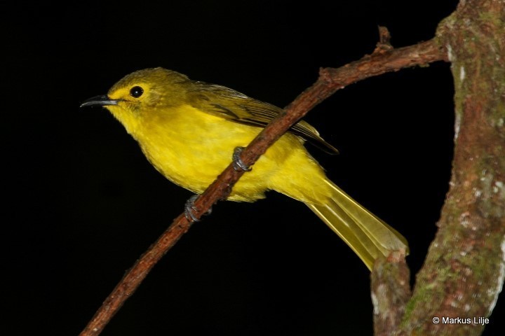 Yellow-browed Bulbul (Acritillas indica) photo