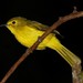 Yellow-browed Bulbul - Photo (c) markus lilje, some rights reserved (CC BY-NC-ND), uploaded by markus lilje