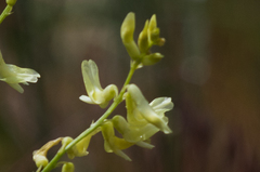 Astragalus filipes