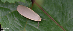 Eilema griseola