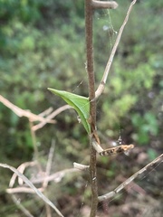 Anthocharis cardamines