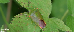 Acanthosoma labiduroides