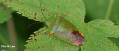 Acanthosoma labiduroides