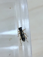 Phyllobaenus pallipennis